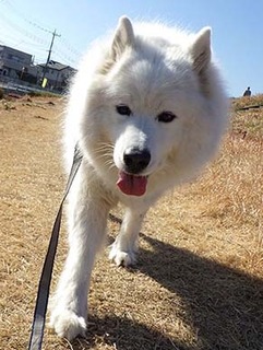 dote_i19020214.jpg