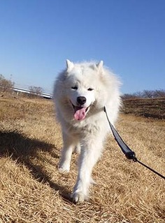 dote_i1902027.jpg