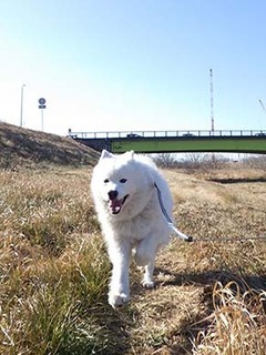 dote_i1902029.jpg