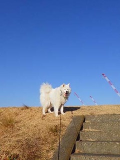 dote_i1902031.jpg