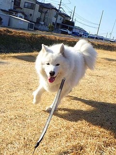 dote_i1902033.jpg