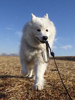 dote_i1902036.jpg