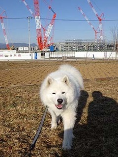 dote_i1902037.jpg