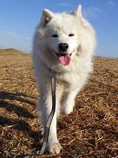 dote_i1902039.jpg
