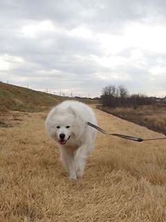 dote_i1902054.jpg