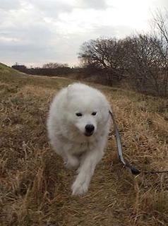 dote_i1902055.jpg