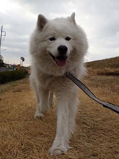dote_i1902057.jpg