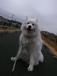 dote_i1902062.jpg