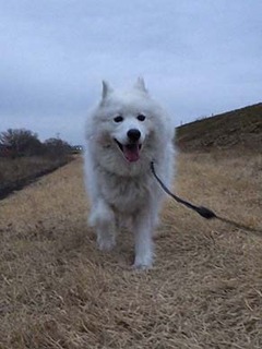 dote_i1902064.jpg