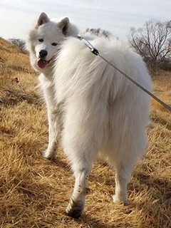 dote_i19020711.jpg