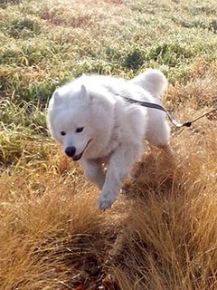 dote_i1902073.jpg