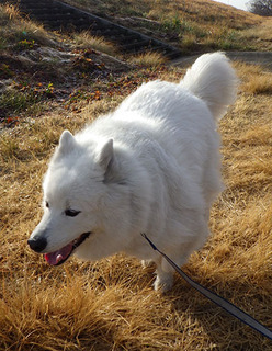 dote_i1902074.jpg