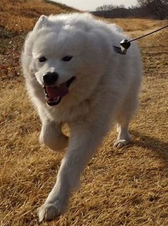 dote_i1902075.jpg