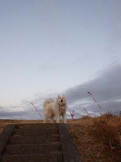 dote_i1902081.jpg