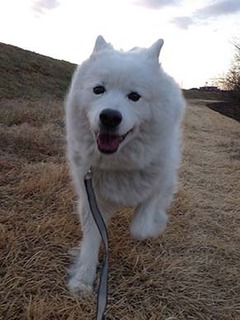 dote_i1902083.jpg
