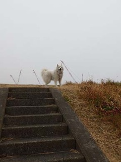 dote_i1902091.jpg