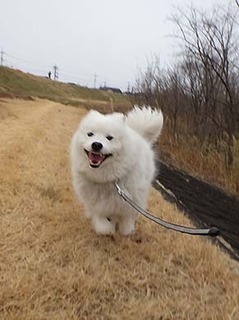 dote_i1902093.jpg