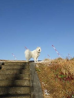 dote_i1902101.jpg