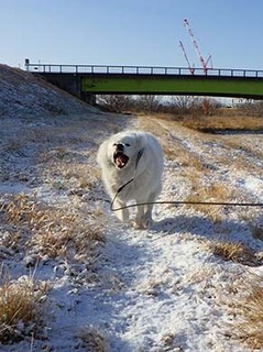 dote_i19021010.jpg
