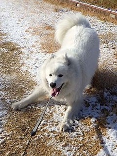 dote_i19021011.jpg