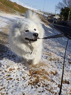 dote_i19021012.jpg