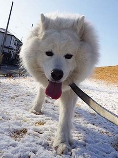 dote_i19021013.jpg