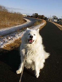 dote_i1902102.jpg