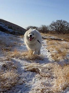 dote_i1902109.jpg