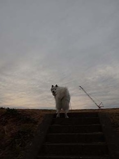 dote_i1902111.jpg