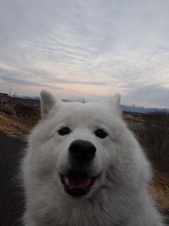 dote_i1902112.jpg
