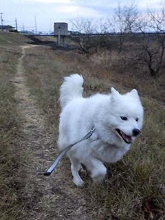 dote_i1902113.jpg