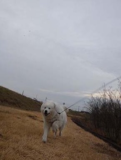 dote_i1902114.jpg