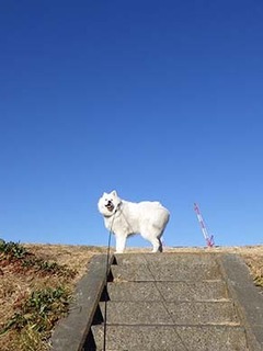 dote_i1902121.jpg