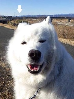 dote_i1902122.jpg