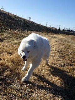 dote_i1902123.jpg