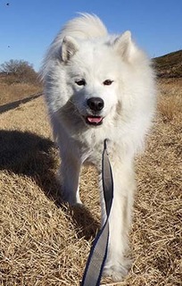 dote_i1902125.jpg
