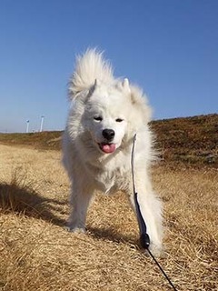 dote_i1902173.jpg
