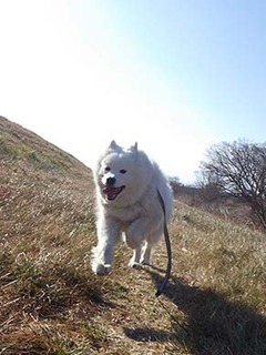 dote_i1902175.jpg