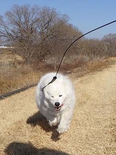 dote_i1902176.jpg