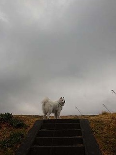 dote_i1903011.jpg