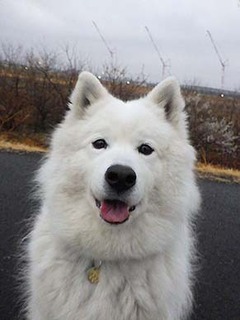 dote_i1903012.jpg