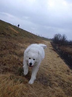 dote_i1903014.jpg