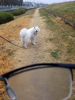 dote_i1903015.jpg