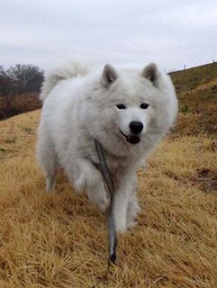 dote_i1903016.jpg
