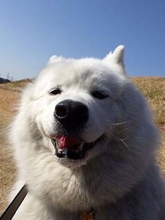dote_i19030210.jpg