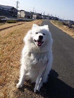 dote_i1903023.jpg