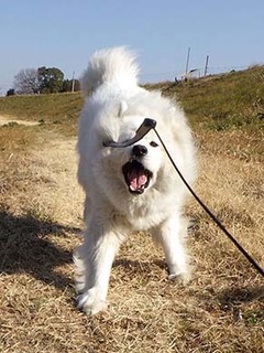 dote_i1903024.jpg