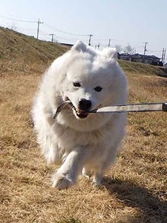 dote_i1903025.jpg
