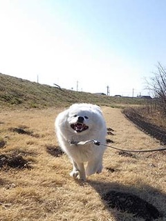dote_i1903026.jpg