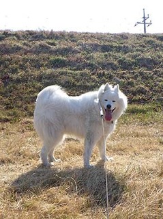 dote_i1903029.jpg